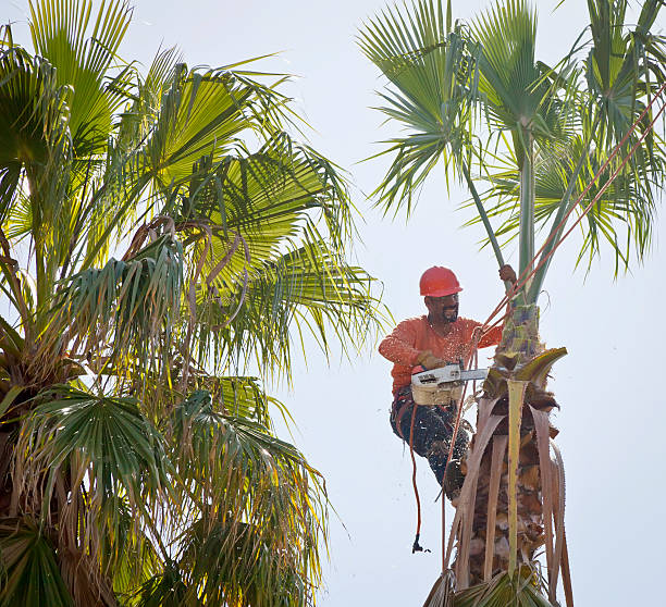 Tree Branch Trimming in Loudonville, NY